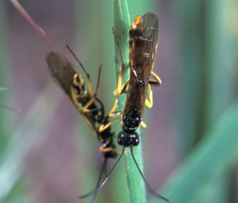 FIGURE 4. Wheat stem sawfly adult pair.