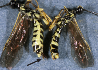 FIGURE 6. Abdomen comparison of female sawfly (left) and male sawfly (right), noting size differences between the sexes and ovipositor present on the female.