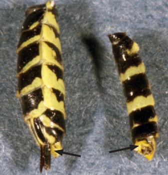 FIGURE 7. A close-up, comparing female (left) and male (right) reproductive structures, noting the ovipositor on the female and the typically retracted reproductive structures of the male.