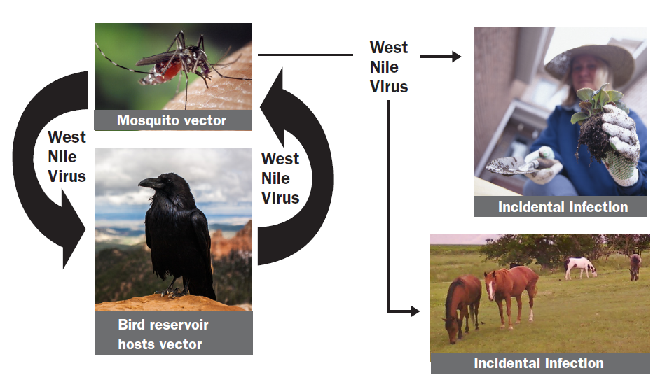 West Nile virus transmission cycle.