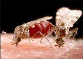 Two midges with engorged red abdomens feeding on flesh