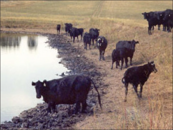 A herd of cattle on the edge of a muddy stock pond.