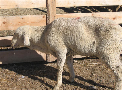 A sheep infected with bluetongue disease displays an arched back and droopy head.
