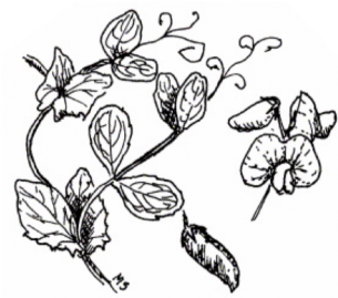 Dry pea (Pisum sativum) plant characteristics