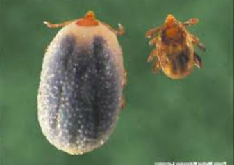Photo of engorged tick, at least three times the size of the ungorged tick, which is next to it.