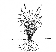 Figure 2. Black and white drawings showing three different grass growth forms. The bunchgrass is a tuft of stems and leaves that forms a clump. The rhizomatous grass is growing as single stems of grass connected by an underground structure called a rhizome. The sodgrass forms a mat of grass stems all connected underground or aboveground.