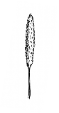 Figure 3. Black and white drawings showing three grass seed head shapes. The spiked seed head looks compressed with no branching, the tightly branched seed head has short branches, and the loosely branched seed head has long branches that make the seed head look diffuse and open. 