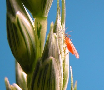 Adult wheat midge on a kernel of wheat 