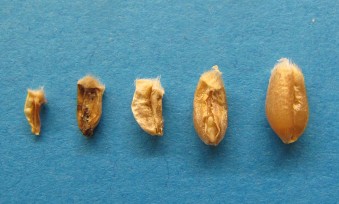 5 damaged wheat kernels, from shrunken in half on the left to one small gouge on the right.  