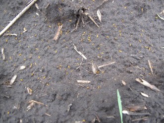 Yellow midge larvae on the ground, looks like scattered half-grains of rice.  
