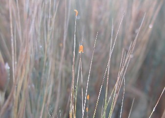 Orange colored larvae drop from wheat heads and stems after rain or heavy dew 