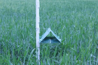 a plastic pheromone trap folded in a triange shape and hung from a tee post in a field of wheat.  