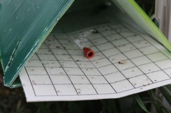 a plastic tent shaped pheromone trap with adults trapped on a grid sheet at the bottom of the trap.  
