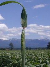 early heading, wheat is just emerging from the stem, with midges feeding 