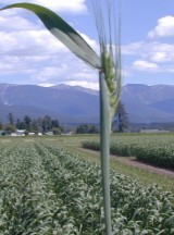 Late flowering wheat stafe with midges on the plant 