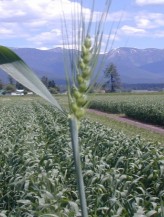 late boot stage, kernels have not emerged, but entry point for midges is seen at the top opening.  