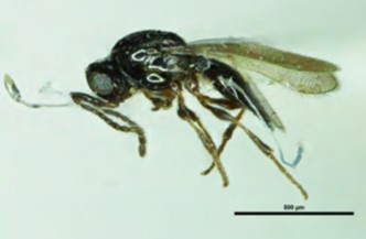Black midge parasitoid with brown legs and brown wings, shown blown up for detail. Euxestonotus error.  