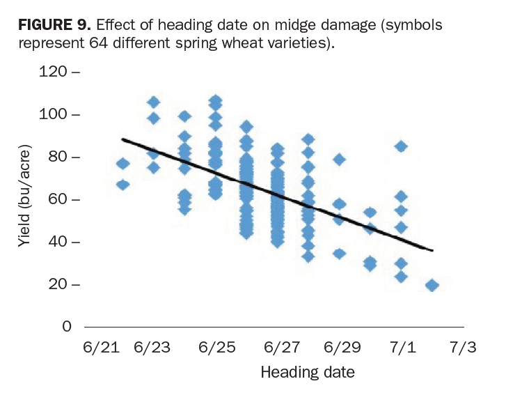 diamond shapes on a graph, showing the effect of later heading providing a better yield 