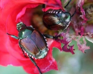 Japanese beetle adults feeding.