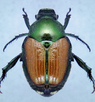 Adult Japanese beetle.