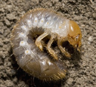 Japanese beetle larva.