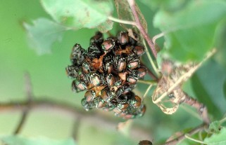 Aggregation of Japanese beetle adults.