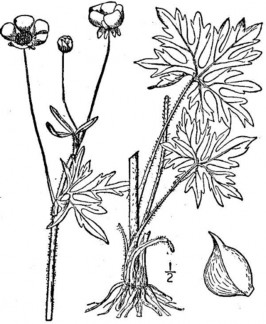 Black and white hand drawing showing the parts of the tall buttercup plant.