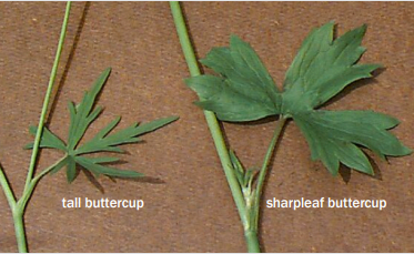 Closeup showing the difference between the leaf shape of tall and sharpleaf buttercup.