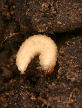  D) Mature larvae are white, with c-shaped bodies and brown heads. 