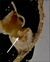  Immature larvae feed within nitrogen fixing root nodules