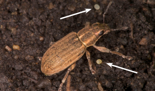  A) Female pea leaf weevil with freshly laid eggs (arrows) on the soil