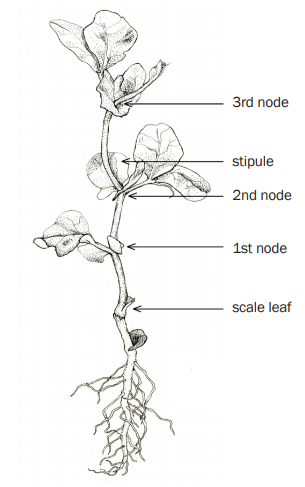 FIGURE 3. Staging the growth of field peas. Illustration by Tember Dykgreve.