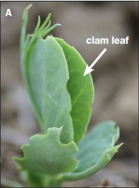 FIGURE 1. A/B) Adult pea leaf weevils make distinctive half-circle notches in the edges of pea leaves