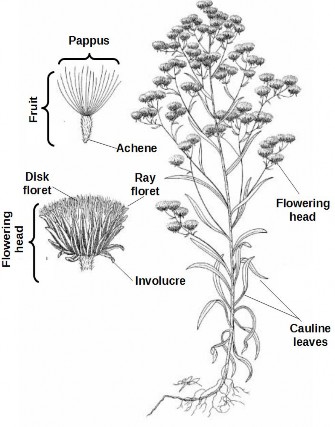 Black and white botanical diagram showing the parts of the horseweed plant.