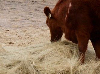 cow eating hay