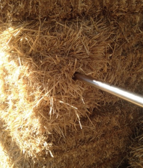 A probe forage sampling small square bales from the small end of the bale. 