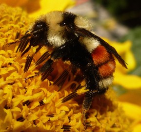 Bombus huntii