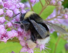 Bombus occidentalis