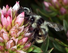 Bombus bifarius