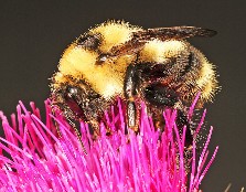 Bombus rufocinctus