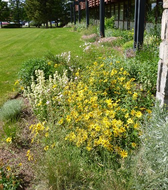 One example of a bumble bee friendly garden