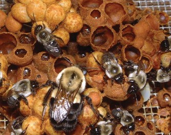 Nest of Bombus impatiens