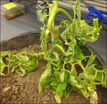 FIGURE 1 Tomato plant 