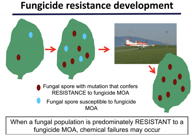 Fungicide Resistance Development