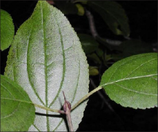 Closeup of green buckthorn leaf and large thorn.