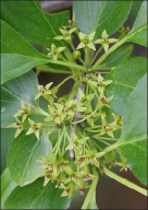 Closeup showing star-shaped buckthorn flowers.