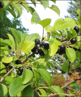 Closeup of a branch of buckthorn leaves and many small fruits.