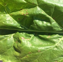 A sugarbeet leaf in early stage of infection with small brown holes beginning to form on leaf tissue.