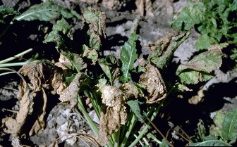 Older infected sugar beet leaves are browning and dying off due to infection.