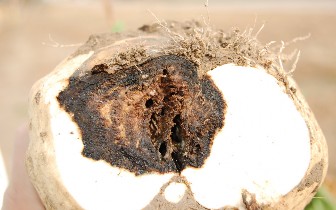 A sugarbeet that has been cut in half displays a large patch of hard woody brown root rot.